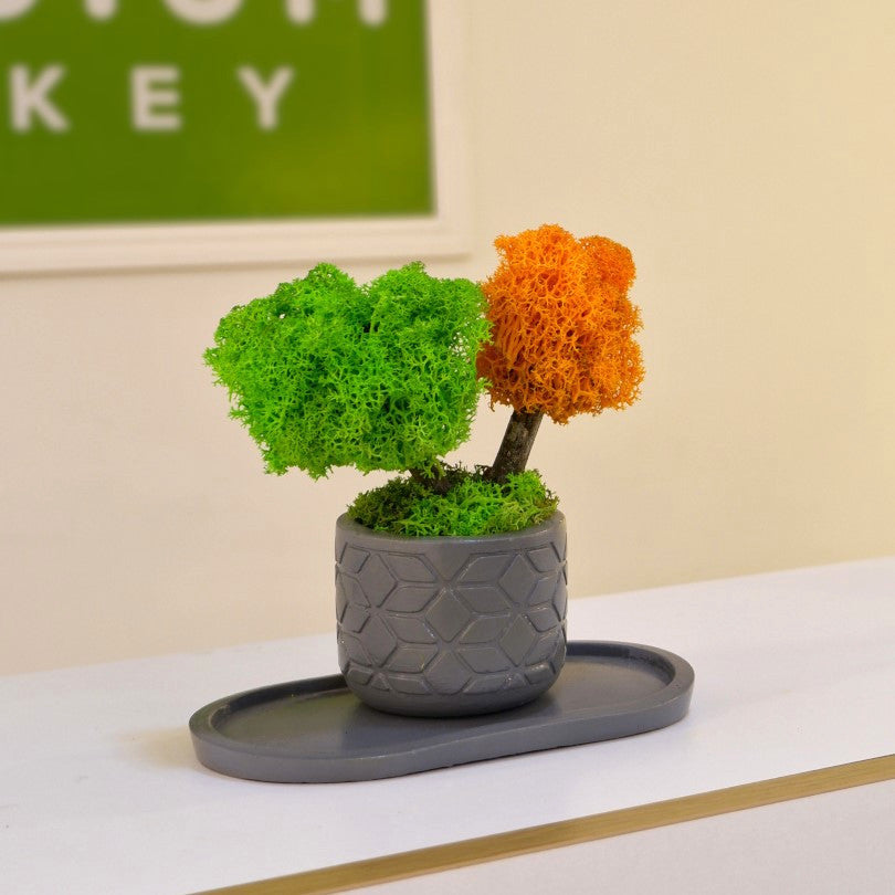 Mini Duo Bonsai