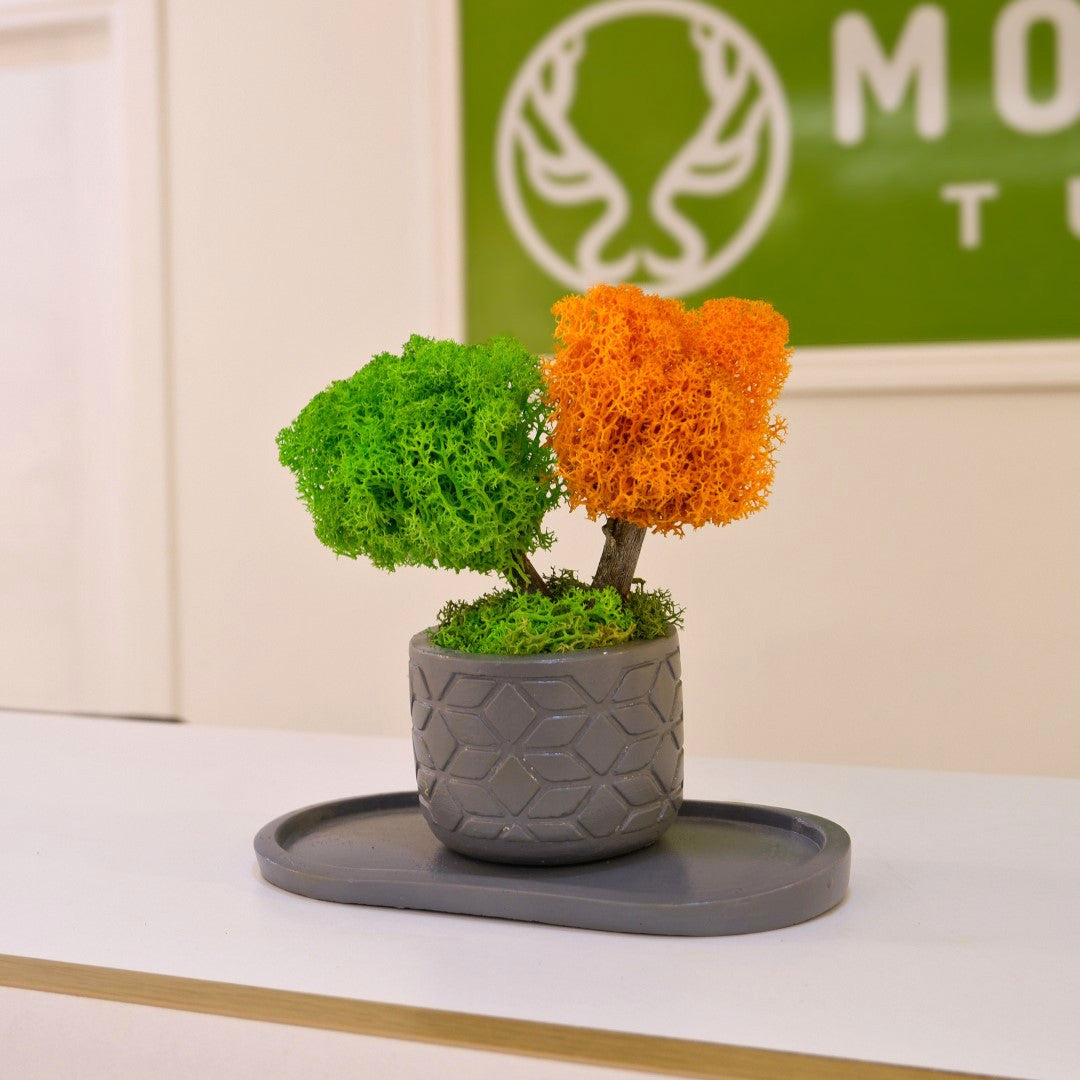 Mini Duo Bonsai
