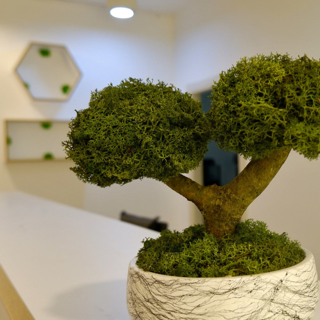 Osaka Bonsai