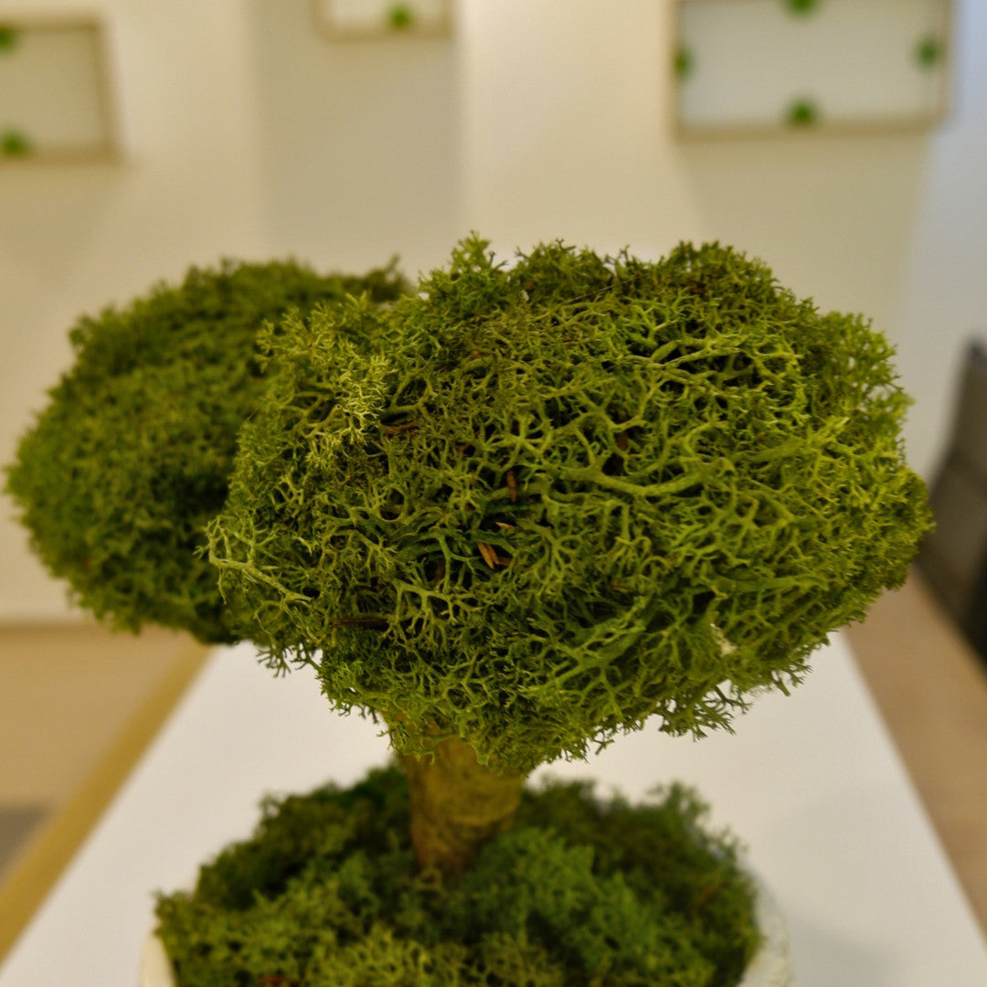 Osaka Bonsai