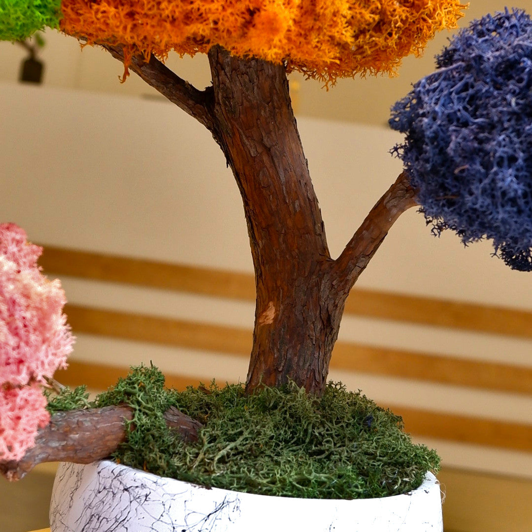 Mega Tetra Bonsai
