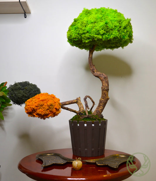 Executive Moss Ağaç