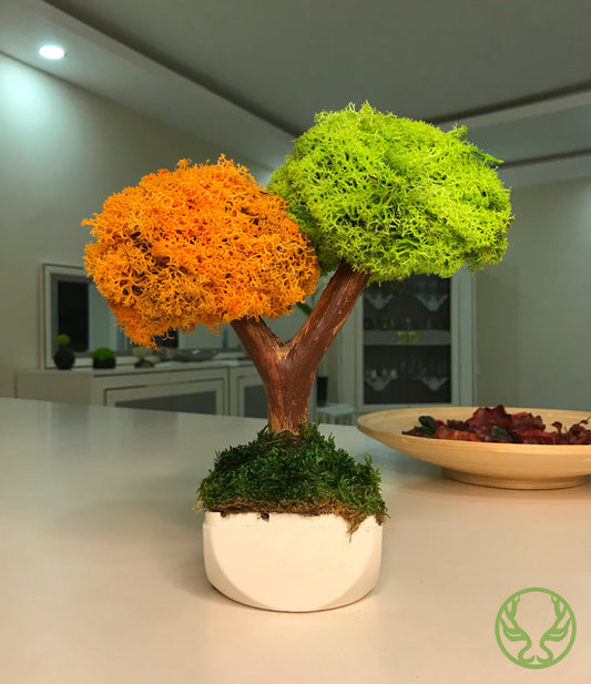 Duo Bonsai Moss Ağaç