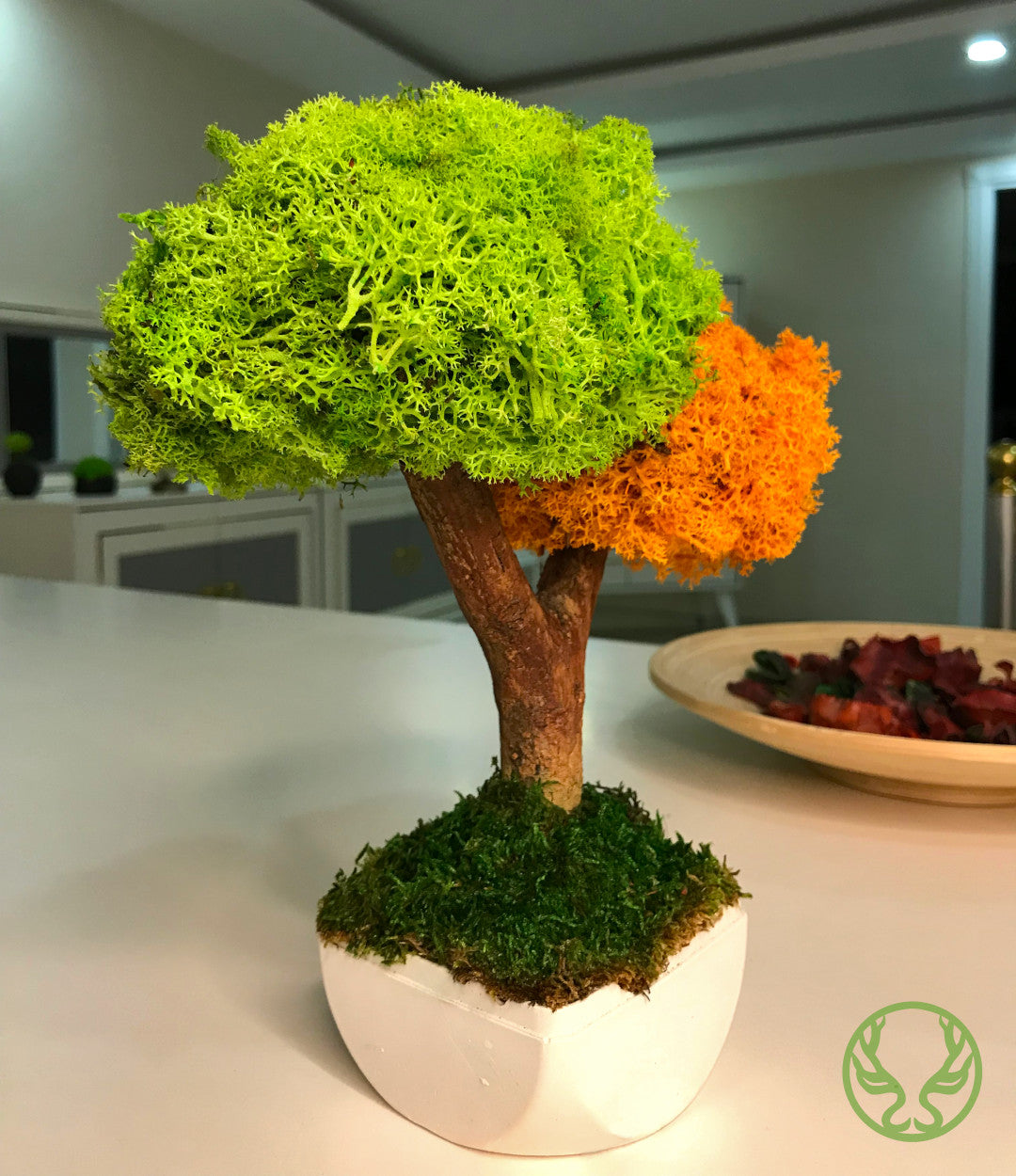 Duo Bonsai Moss Ağaç