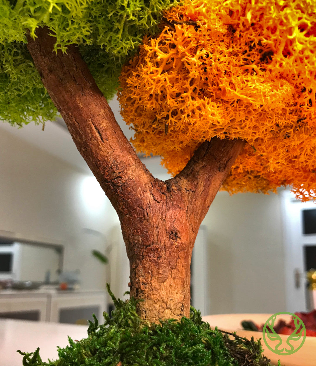 Duo Bonsai Moss Ağaç
