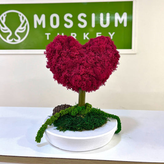 Kalp Moss Ağaç - Plate Saksı