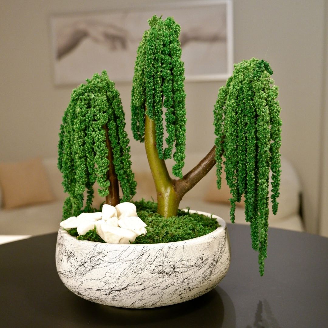 Trio Amaranthus Bonsai