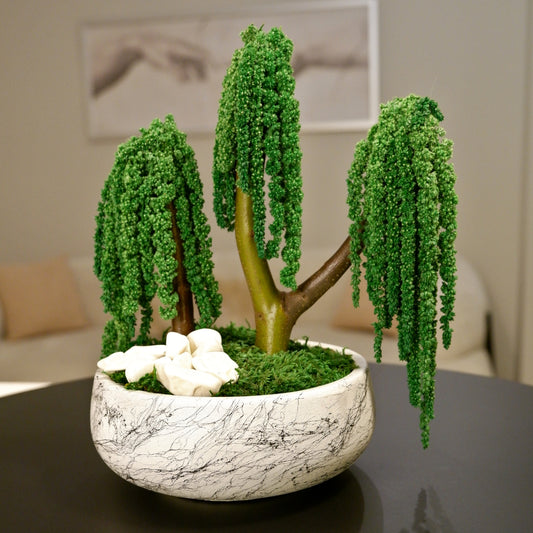 Trio Amaranthus Bonsai