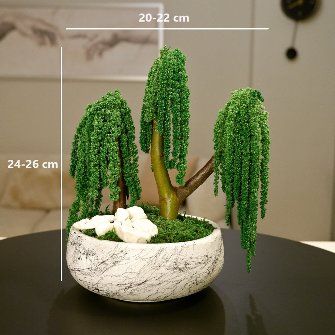 Trio Amaranthus Bonsai