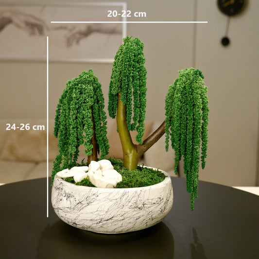 Trio Amaranthus Bonsai