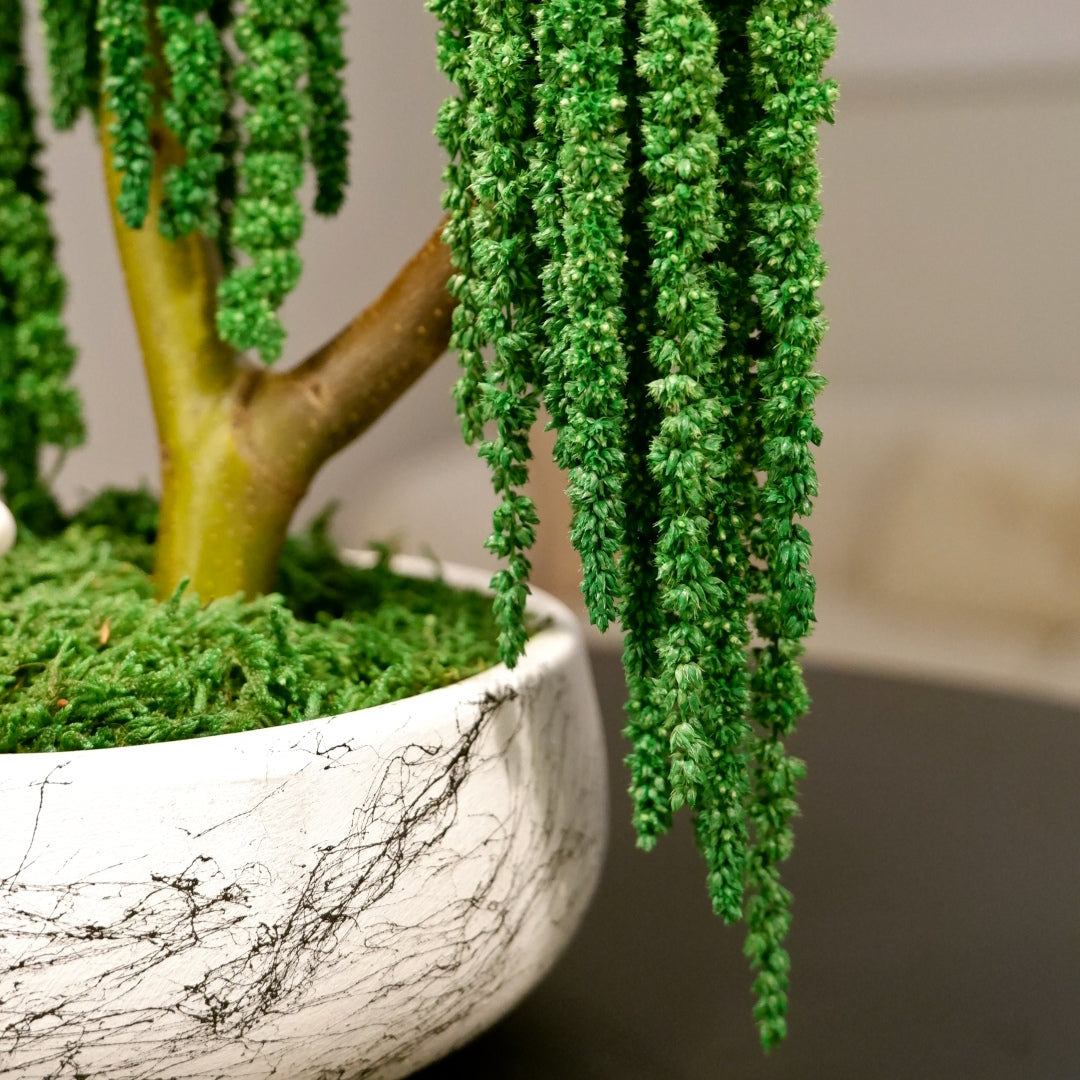 Trio Amaranthus Bonsai